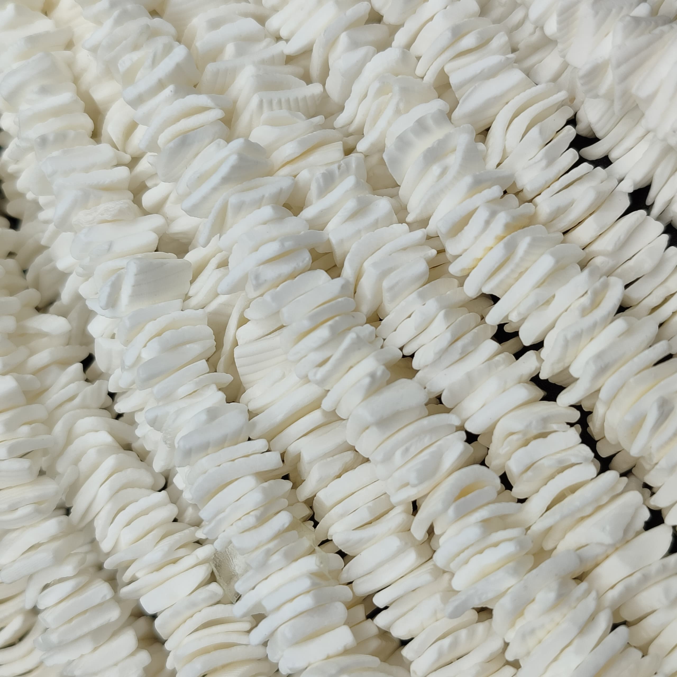 CONCHAS MARINAS BLANCAS